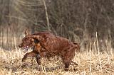 SETTER IRLANDAIS 475